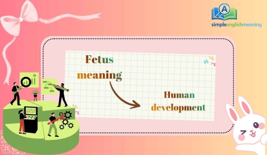 Fetus meaning